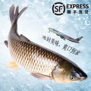 正宗中山东升脆肉鲩鱼12斤整条活宰新鲜冰冻产地直发草鱼脆肉皖