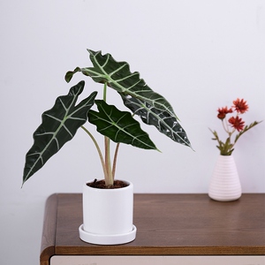 心森岚黑叶大仙女海芋观音莲小仙女竹芋热带植物室内绿植网红盆栽