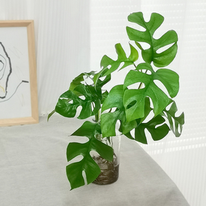 直播姬龟背小叶龟背竹盆栽植物ins绿植好养室内净化空气