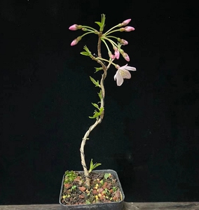 实物一对一拍摄 进口十月樱富士樱旭山樱寒樱关山樱19人付款60