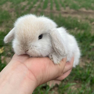 宠物兔适合小孩养长不大侏儒兔黄白道奇灰白垂耳兔活物宿舍荷兰兔