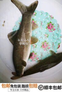 华鲮 华鲮鱼苗 华鲮鱼活体 青龙棒 原生鱼淡水鱼 观赏鱼