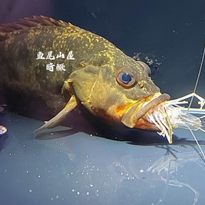 暗鳜 暗鳜鱼 暗鳜鱼苗 暗鳜鱼活体 鳜鱼 鳜鱼苗 淡水凶猛鱼
