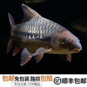 红吉罗国结红吉罗活鱼红吉罗鱼苗 中国结鱼 吉罗鱼 原生鱼 观赏鱼