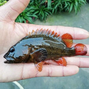 暗鳜 暗鳜鱼 暗鳜活体 暗鳜苗 鳜鱼 稀有原生鱼 凶猛鱼 观赏鱼