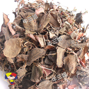 广西金线莲干货金线莲茶金丝草金线草金线风包邮50g