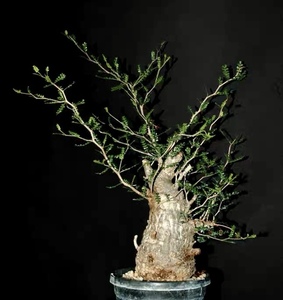 00高如花淘宝【列加氏漆树】进口块根