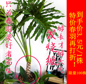 50 58人付款  淘宝 春羽 龙鳞杆 植物室内外观叶绿植小天使蔓绿绒盆栽