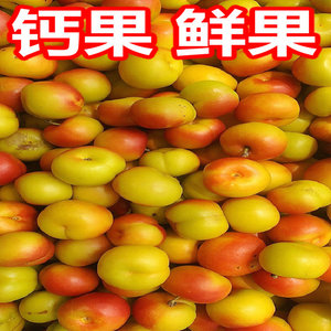 钙果欧李新鲜东北水果自产自销欧梨包邮新鲜采摘新鲜欧粒鲜果