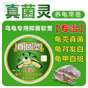 真菌净龟