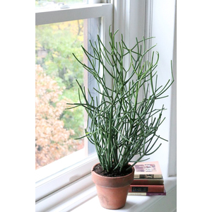 raymin膨珊瑚光棍树沙漠植物北欧风绿植好养多肉火焰木【红珊瑚】