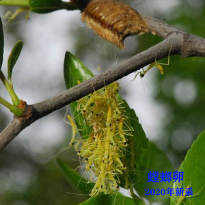 中华大刀螳螂卵广斧幽灵绿巨澳宽螳螂兰花刺花魔花弧纹马盾圆盾