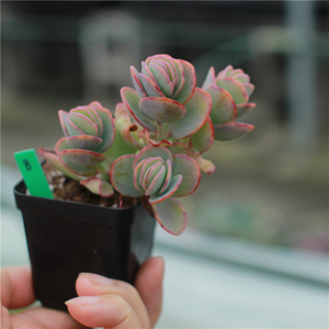 白姬之舞 百姬之舞 2021年1月一物一拍 多肉植物 开花漂亮