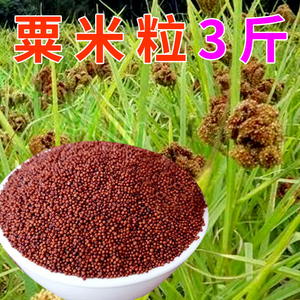 000人付款淘宝贵州赤水传统粗粮红稗面 红稗粉 小米山稗子 高山种植