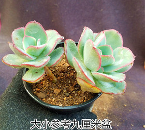 朱丽斯多肉老桩
