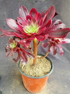 【赤霞飞一物一拍】赤霞飞法师多肉植物单头或群生或老桩法师