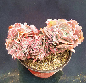 【高砂之翁缀化一物一拍】多肉景天单头或群生或老桩包菜缀化包菜