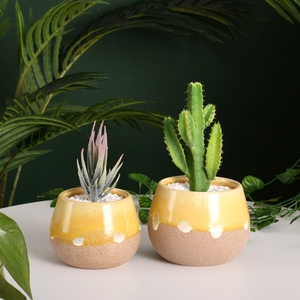 植物花盆中号室内