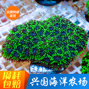 菠萝丁 珊瑚活体 海水鱼波罗丁生物珊瑚鱼缸快递发货包活带骨骼