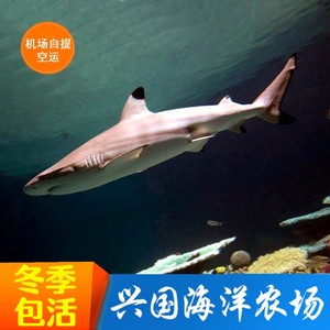 黑鳍鲨 白鳍鲨柠檬鲨海水鱼观赏鱼 真鲨鱼活体机场提货运输包活