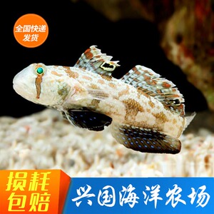 四驱车虾虎 蟹眼虾虎 活体海水观赏鱼海珊瑚缸翻砂沙钻石哨兵包活