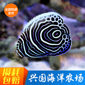海水鱼蓝圈