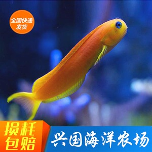 金蛟剪 金剪刀虾虎 金蛟剪鱼活体海水鱼 缸除藻吃藻西瓜刨快递