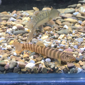 横纹南鳅花纹条鳅原生观赏鱼淡水鱼冷水鱼底栖翻沙