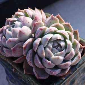 【紫月影多肉】紫月影多肉品牌,价格 - 阿里巴巴