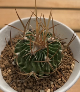 motomoto0_0淘宝千波万波锦 实生多棱玉 狂刺仙人球会开花多肉植物
