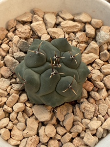 00dongdong_060844淘宝眠狮子瘤玉属短刺鹤巢球实生仙人球防辐射