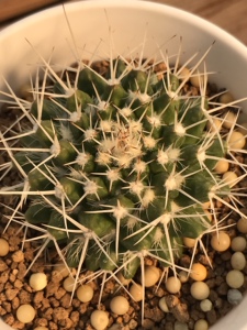 6702办公室桌面植物仙人球白蛇丸实生冠径5.2厘米一物一拍实物图