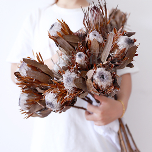 南非帝王花干花