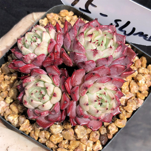 沙罗姬牡丹 一物一拍 多头群生老桩木质化杆子 精品控养 多肉植物