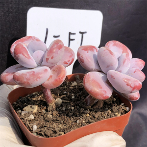 粉兔 一物一拍 多头群生老桩 木质化杆子 精品控养 多肉植物