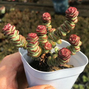 钱串 星王子 多头老桩 大群生 小米星 多肉植物 盆栽小肉肉 多肉