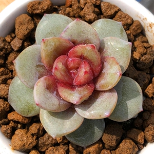 德国香槟 有糖心 多肉植物多头群生 单头 羽之园艺精品控养新品
