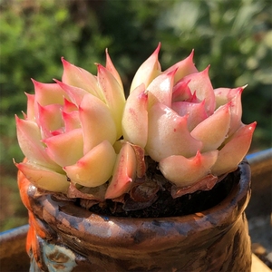 粉月影杂 多肉植物 多头群生精品控养 果冻色多肉 超萌可爱肉肉