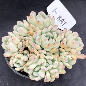 雪爪 一物一拍 多头群生 比安特雪爪 羽之园艺新品 精品控养多肉