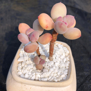 苹果奶酪 三日月美人 多肉植物多头群生小老桩果冻色多肉盆栽肉肉