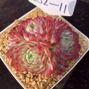 西府海棠 一物一拍 多头群生老桩 朱砂痣 多肉植物 羽之园艺 精品