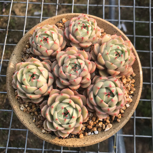 一物一拍 苯巴蒂斯 多头群生老桩 多肉植物 笨吧 小盆栽 肉肉
