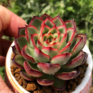 萤火虫 多肉植物 大单头 羽之园艺新品 特价多肉精品控养