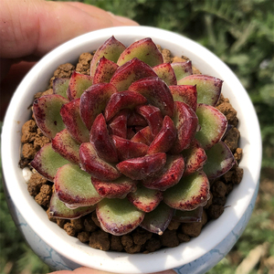 正版糖心水晶玫瑰 紫水晶杂交多肉植物 多肉植物 精品控养羽之园