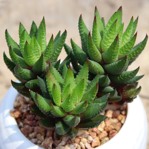 九轮塔 多肉植物 新手易种植耐阴十二卷类肉肉 花卉盆栽羽之园艺