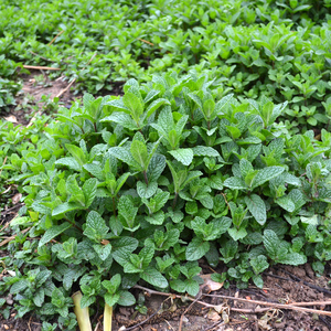 贵州野生可食用薄荷盆栽苗农村红梗红骨农村留兰香荷狗肉香驱蚊草