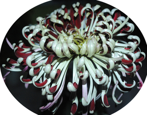 菊花苗菊园对版九月菊种苗晋州九华园彦周观赏菊a49 灰鸽