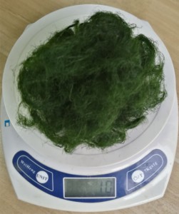 绿毛龟龟背基枝藻(10克装包邮)