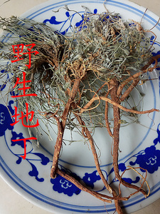 野生甜地丁,地丁草,罗卜地丁,鸡丁草带根整棵农家自采2份包邮