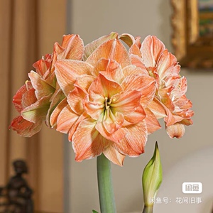 『异域妮芙/异域女神/异域仙女』朱顶红